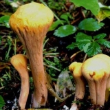 Rog u obliku palice: da li je moguće jesti, fotografija